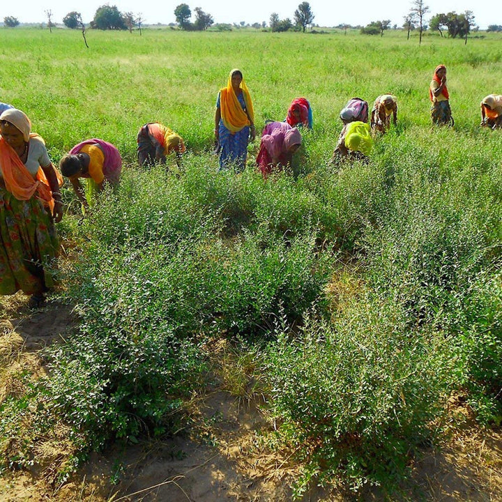 Indigo - Negru - Culoarea naturală a părului - Pulbere - 200g Vopsea pentru par Naty Shop