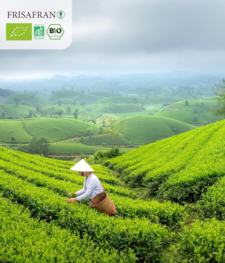 FRISAFRAN | Ceai verde organic Mint Gunpowder în piramide 30 unități | 60G | Antioxidant | Ceai verde japonez | Digestiv | Băutură răcoritoare | Infuzie de mentă | Ceai pur | Frunze de mentă | Cald-rece