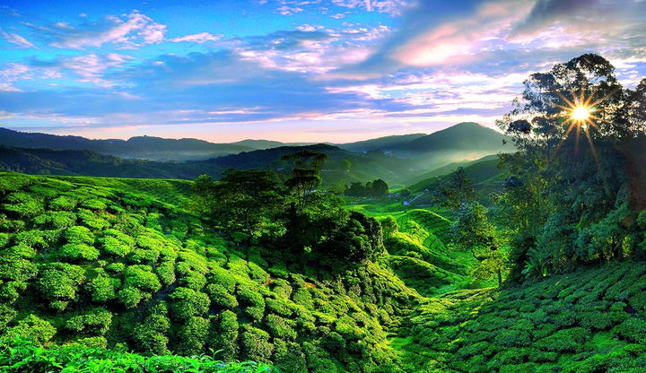 Fruit Power „Joy of Tea” - Ceai de fructe cu aromă de căpșuni și zmeură, 15 pliculețe de ceai, 54 g