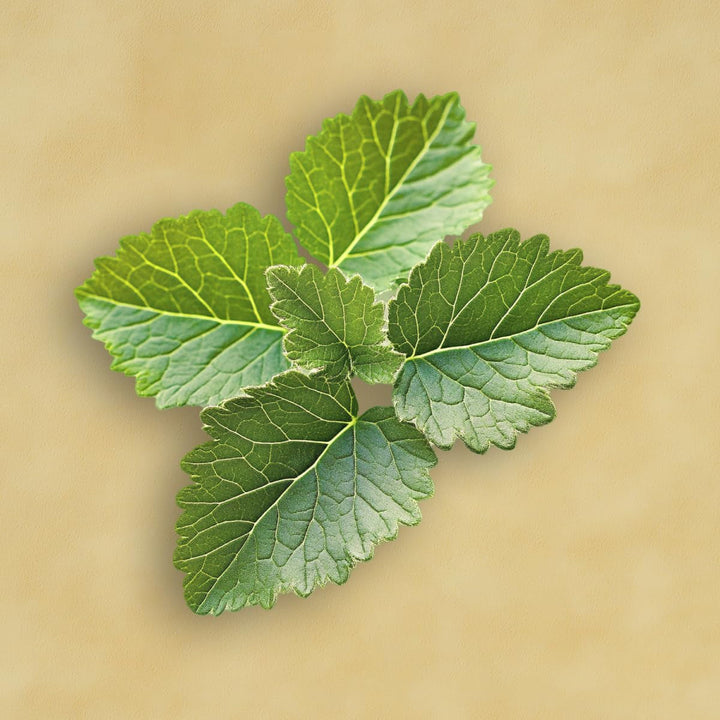 Elie Saab Le Parfum Lumière 30 ml – Apă de parfum pentru femei – Parfum floral lemnos – Note uimitoare de ylang ylang, iasomie și lemn de chihlimbar – Sticlă transparentă